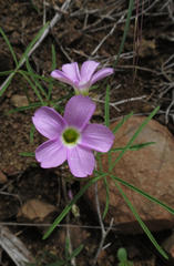 Oxalidaceae
