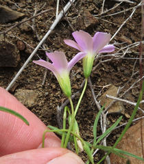 Oxalidaceae