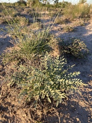Astragalus gypsodes