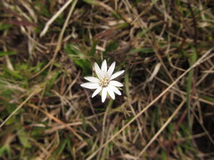 Chaptalia piloselloides