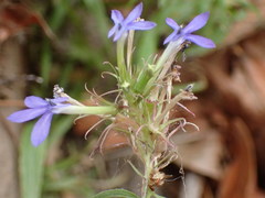 Palmerella debilis serrata