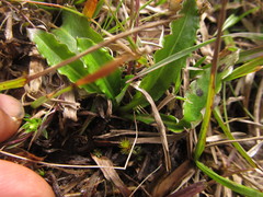 Chaptalia piloselloides