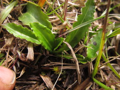 Chaptalia piloselloides