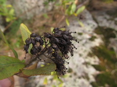 Escallonia bifida