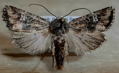 Lacinipolia stricta