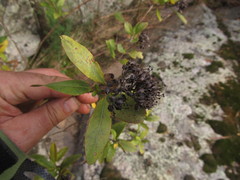 Escallonia bifida