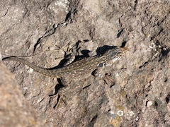 Pseudocordylus langi