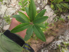 Escallonia bifida