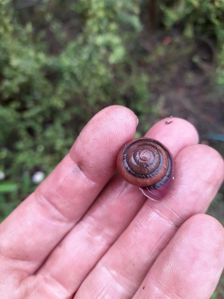 Ourimbah Forest Snail