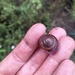 Ourimbah Forest Snail - Photo (c) Garath Jacob, some rights reserved (CC BY-NC), uploaded by Garath Jacob