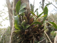 Gomesa bifolia