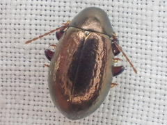 Amphicyrta chrysomelina