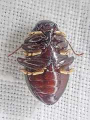Amphicyrta chrysomelina