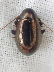Amphicyrta chrysomelina
