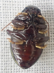 Amphicyrta chrysomelina