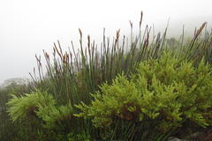 Elegia thyrsoidea