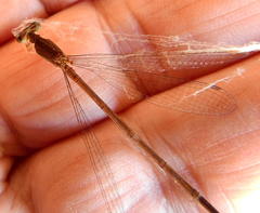 Ceriagrion glabrum