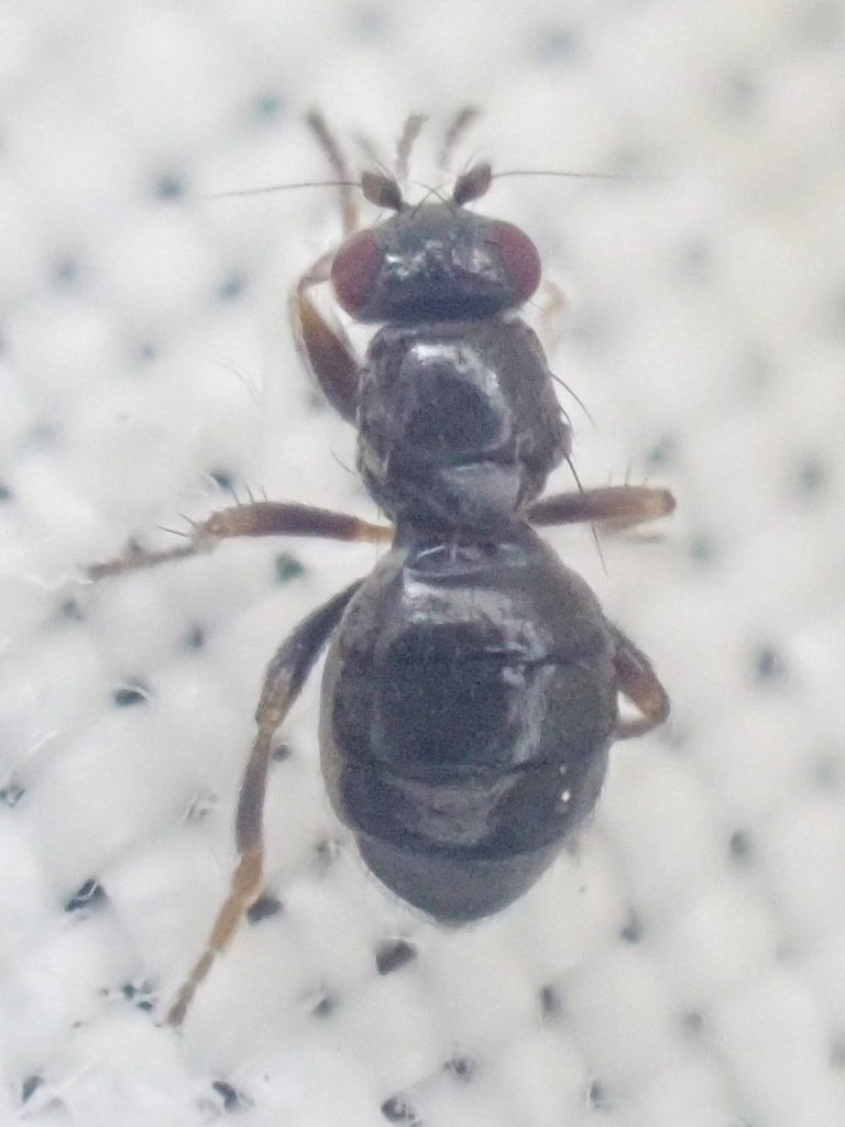 Aptilotus borealis