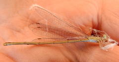 Ceriagrion glabrum