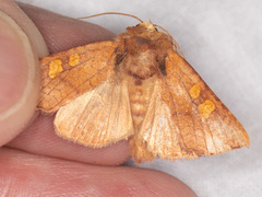 Amphipoea pacifica