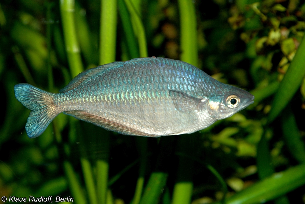 Poisson arc-en-ciel rayé de Nouvelle-Guinée (Chilatherina fasciata)