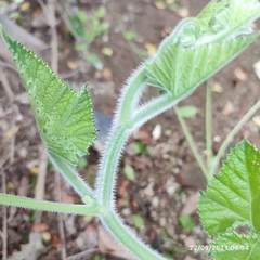 Cucurbita moschata