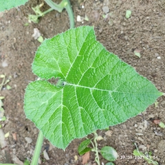 Cucurbita moschata