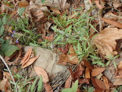 Palmerella debilis serrata