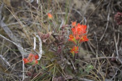 Castilleja latifolia