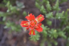 Castilleja latifolia