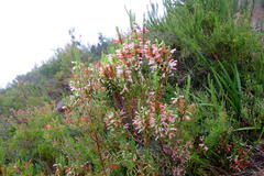 Erica curviflora curviflora