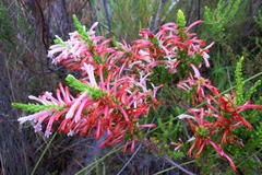 Erica curviflora curviflora