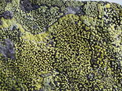 Rhizocarpon superficiale