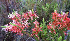 Erica curviflora curviflora