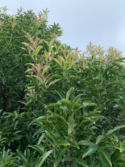 Machilus japonica