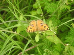 Junonia almana