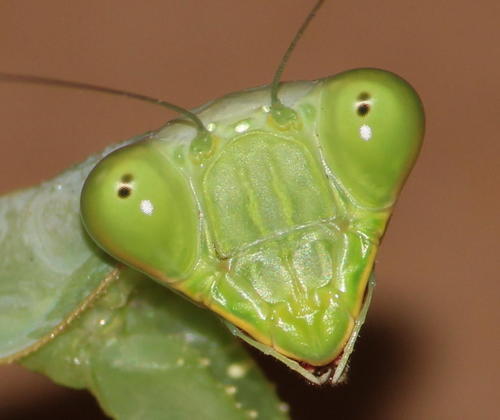 Common Green Mantis photo 5