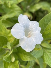Ruellia leucantha