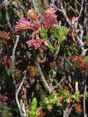 Erica gnaphaloides
