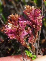 Erica gnaphaloides