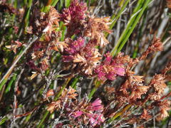 Erica gnaphaloides