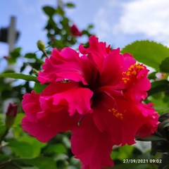 Hibiscus