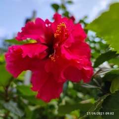 Hibiscus