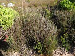 Nevillea obtusissima