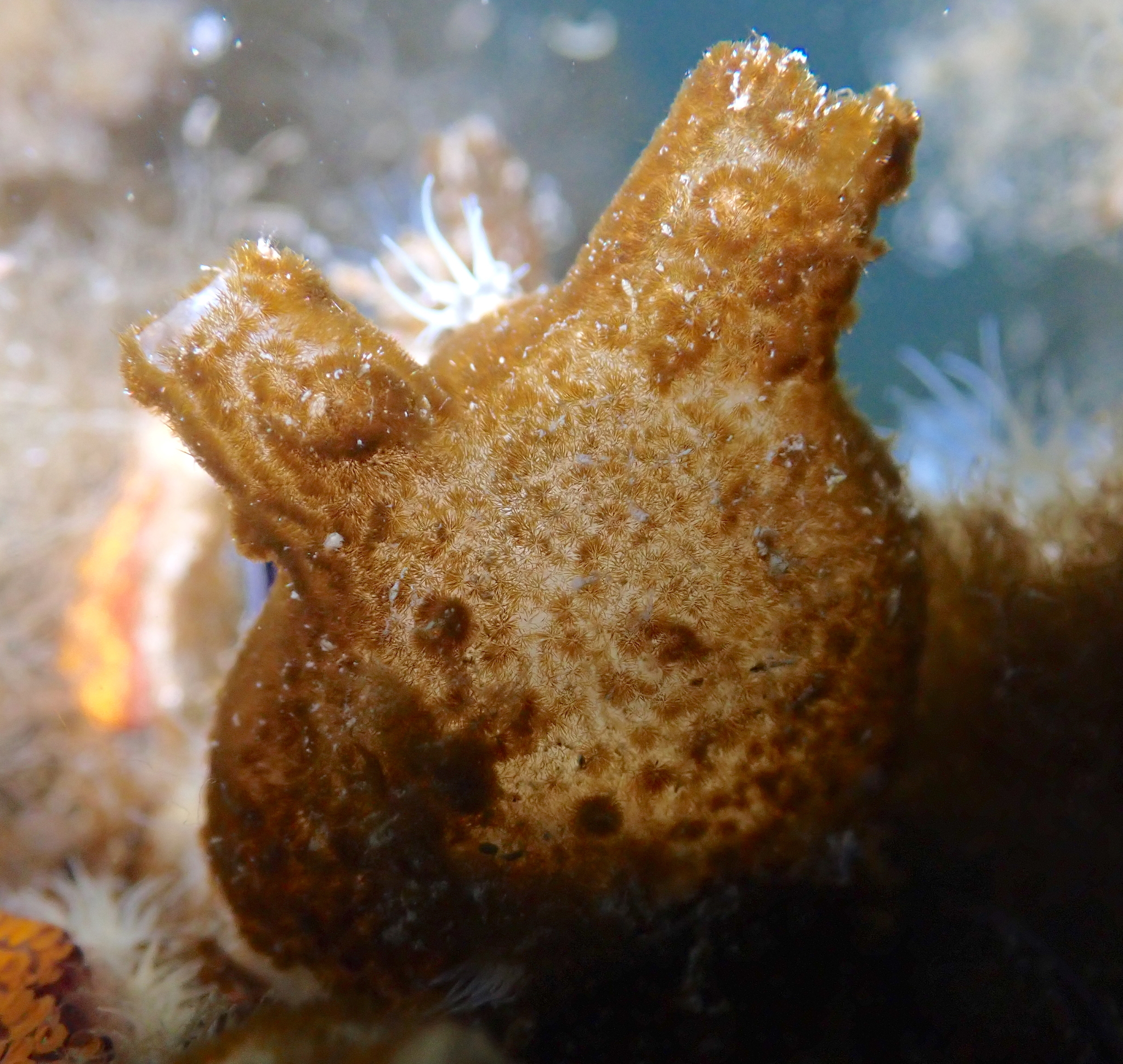 Molgula manhattensis (De Kay, 1843)