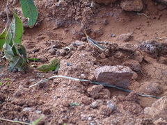 Acantherus piperatus