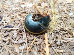 Monadenia infumata callidina