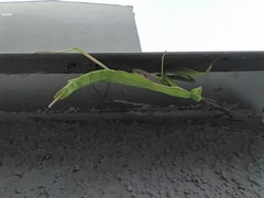Mantis religiosa