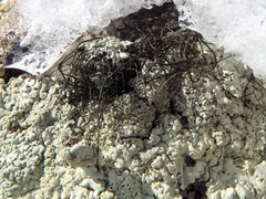 Pseudephebe pubescens