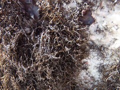 Pseudephebe pubescens